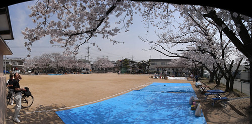 ݯŷ񡡤ָ Cherry blossom-viewing--super-wide-20080406-2