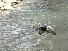 Duck about to land in the creek