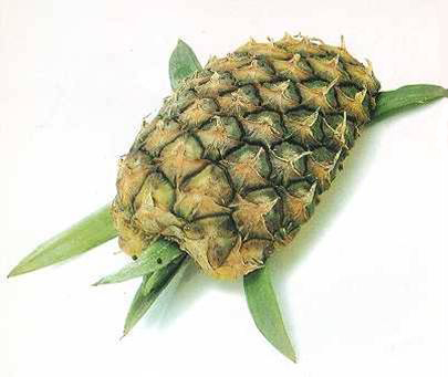 pineapple turtle