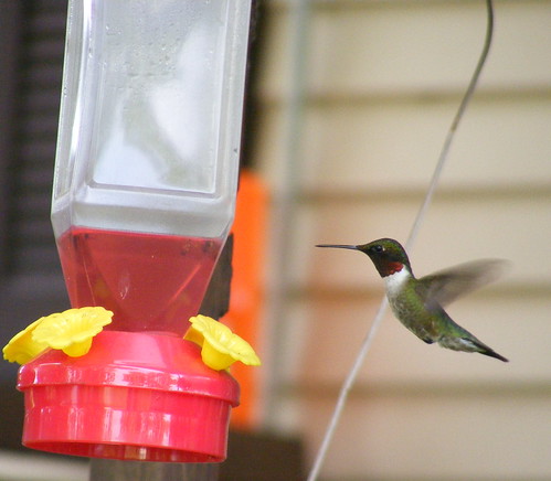Hummingbirds (2)