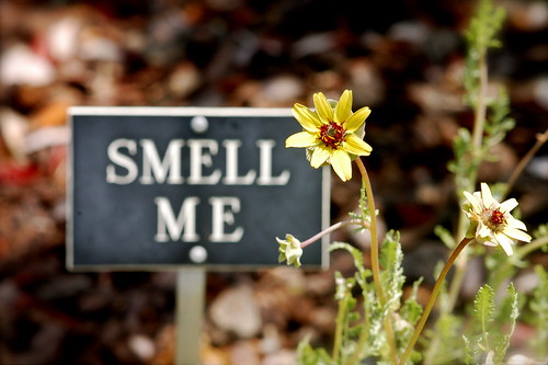 Smell Me