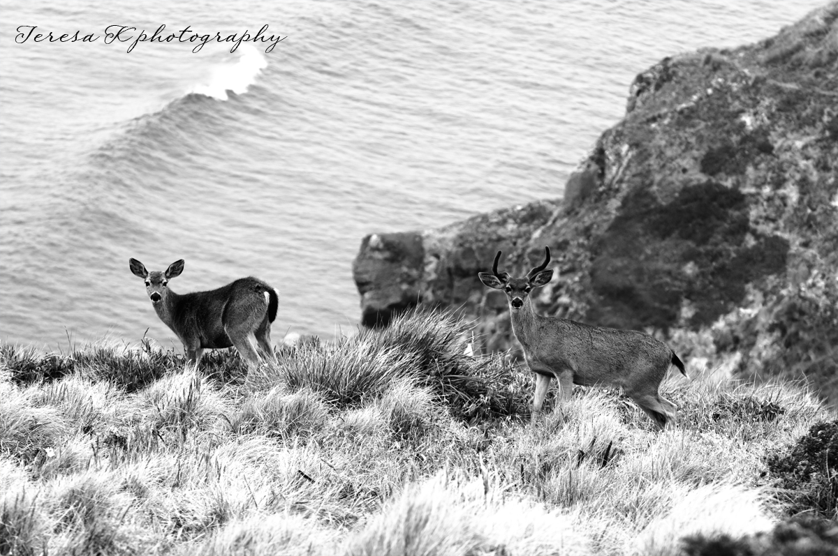 Deer on the cliffs in Point Reyes California by Teresa K photography