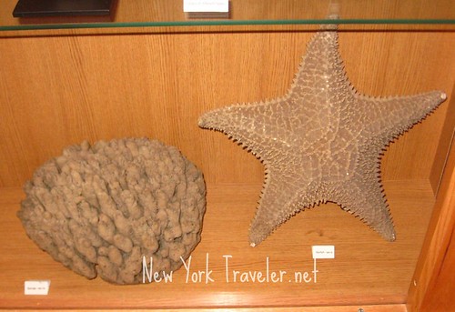 Large Sponge and Starfish