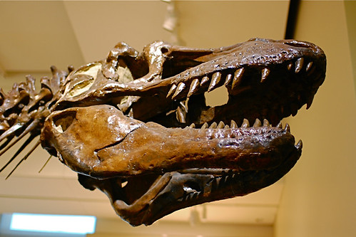 Daspletosaurus torosus (skull)