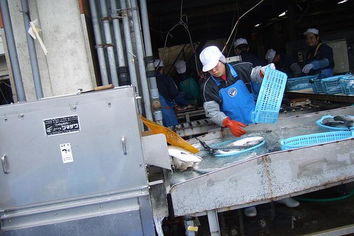 Onagawa Salmon Factory, Miyagi