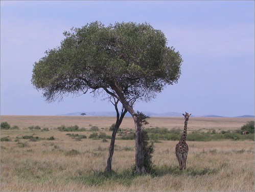 你拍攝的 52 Masai Mara - Giraffe。
