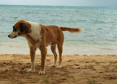 dog at playa guardalavaca