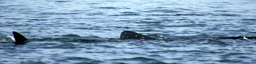 whale shark profile