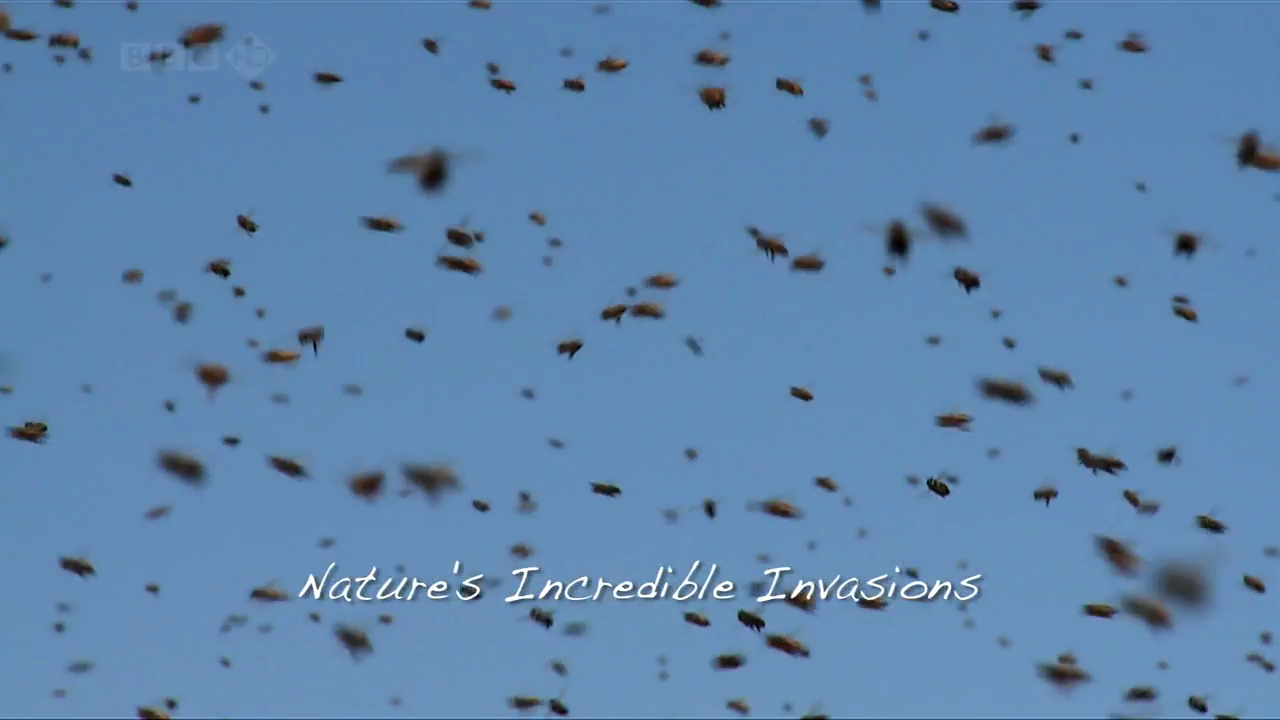 Swarm, Nature's Incredible Invasions   Part 1   When Worlds Collide (4th January 2009) [HDTV 720p (x preview 10