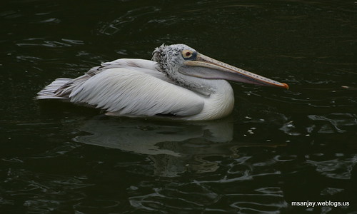 the pelican brief