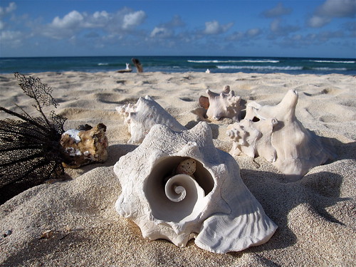 Shells In The Sea. Sea Shells on the sea shore