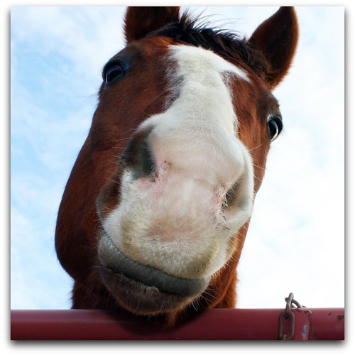 funny horse videos. Funny horse named Lightning