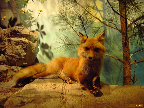 Fox in the wild, Fernbank Museum