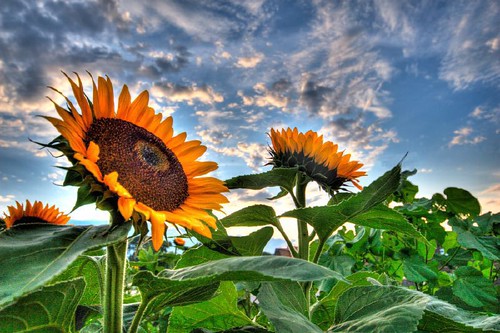 Sunflower_HDR_1