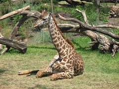 Maasai Giraffe picture by adamwlewis, on Flickr