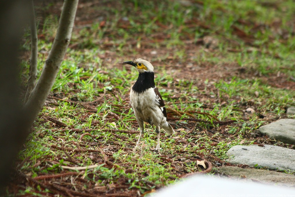 黑領椋鳥 Black-collard Starling - IMG_9119