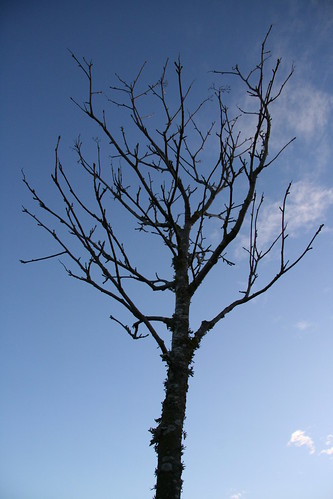 冬天的枯樹