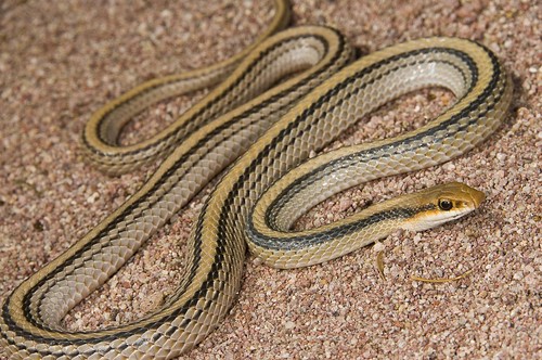Patchnose Snakes, Western Patchnose Snake