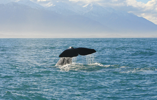 #1 of Best Whale Watching Tours
