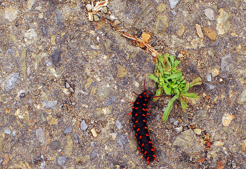 Red Spike Caterpillar