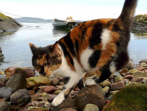 Cat by castle harbour 25Dec08