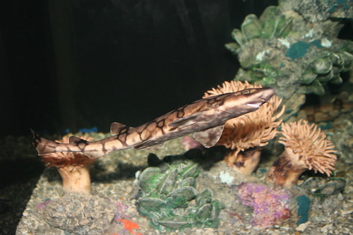 dogfish shark skeleton. freshwater sharks