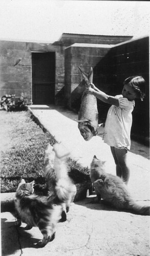 Cats' food didn't come out of a can and it was nothing but the best fish - Pt Perpendicular, c 1936 / by Mrs Tulk ©  State Library of NSW