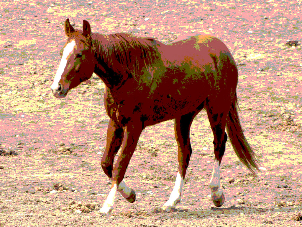 Horse-of-A-Different-Color
