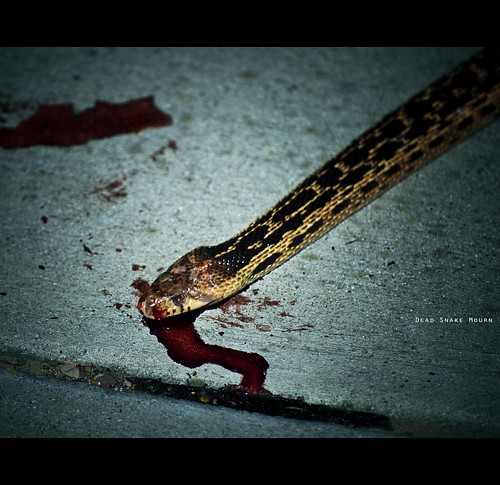 Day 126/365: Dead Snake Mourn