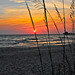 peaceful sea oats in the sunset_MG_0170