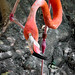 Why do Flamingos have big feet..._MG_1552