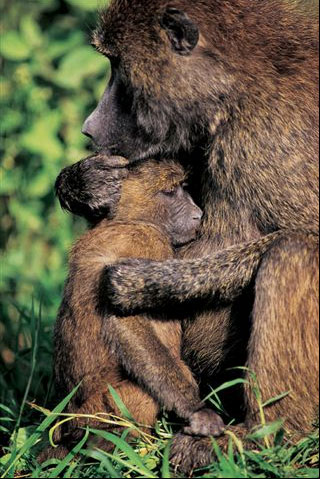 Baboon Mother & Child.jpg