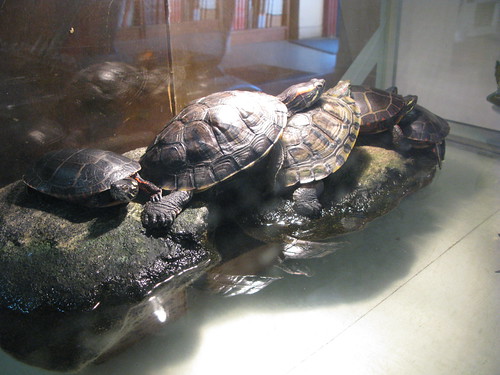 Book Barn turtles