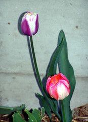 Tulips_51308b