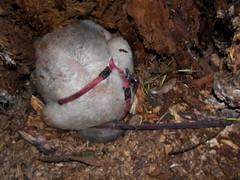 tamandua nesting in a hallow tree