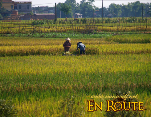Passing Rice Field view
