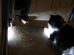 Josie studies the light from under the garage door