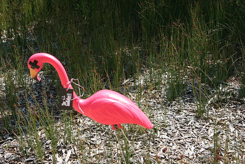 Dead pink flamingos