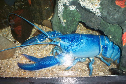 Blue Lobsters are One in a Million