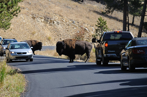 Bison Crossing, Tower Junction, Yellowstone NP