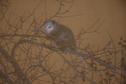 Possum in Tree Cheektowaga