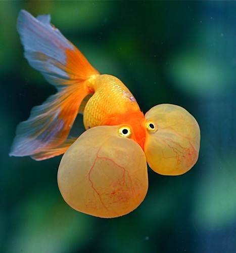 bubble eye goldfish simulacrum