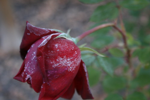 a frozen rose