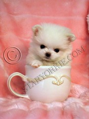 Pomeranian puppy-Coconut (4) by staryorkie