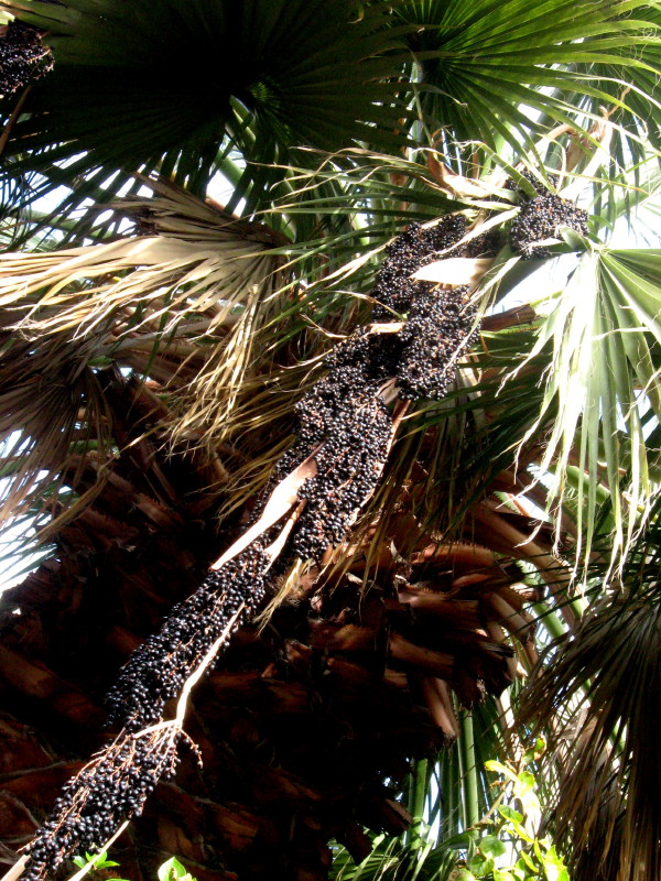 2-1-2009-berries-in-palm-tree