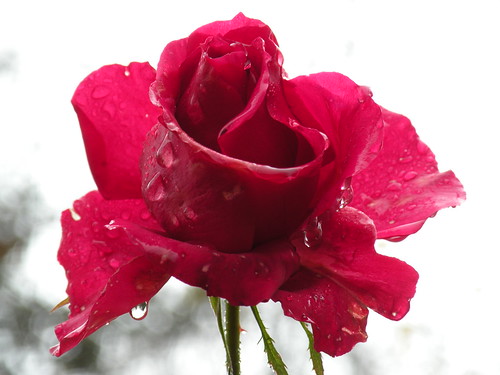 Raindrops On Roses 