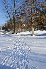 Front Yard Footprints in the Snow