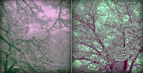 snow on trees from my window
