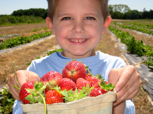 Strawberry Picking-4
