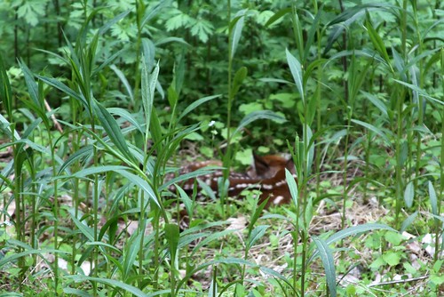 May 14, 2011 Newborn deer (1)